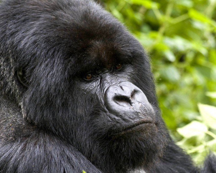 UGANDA: Con los gorilas de montaña en África Central