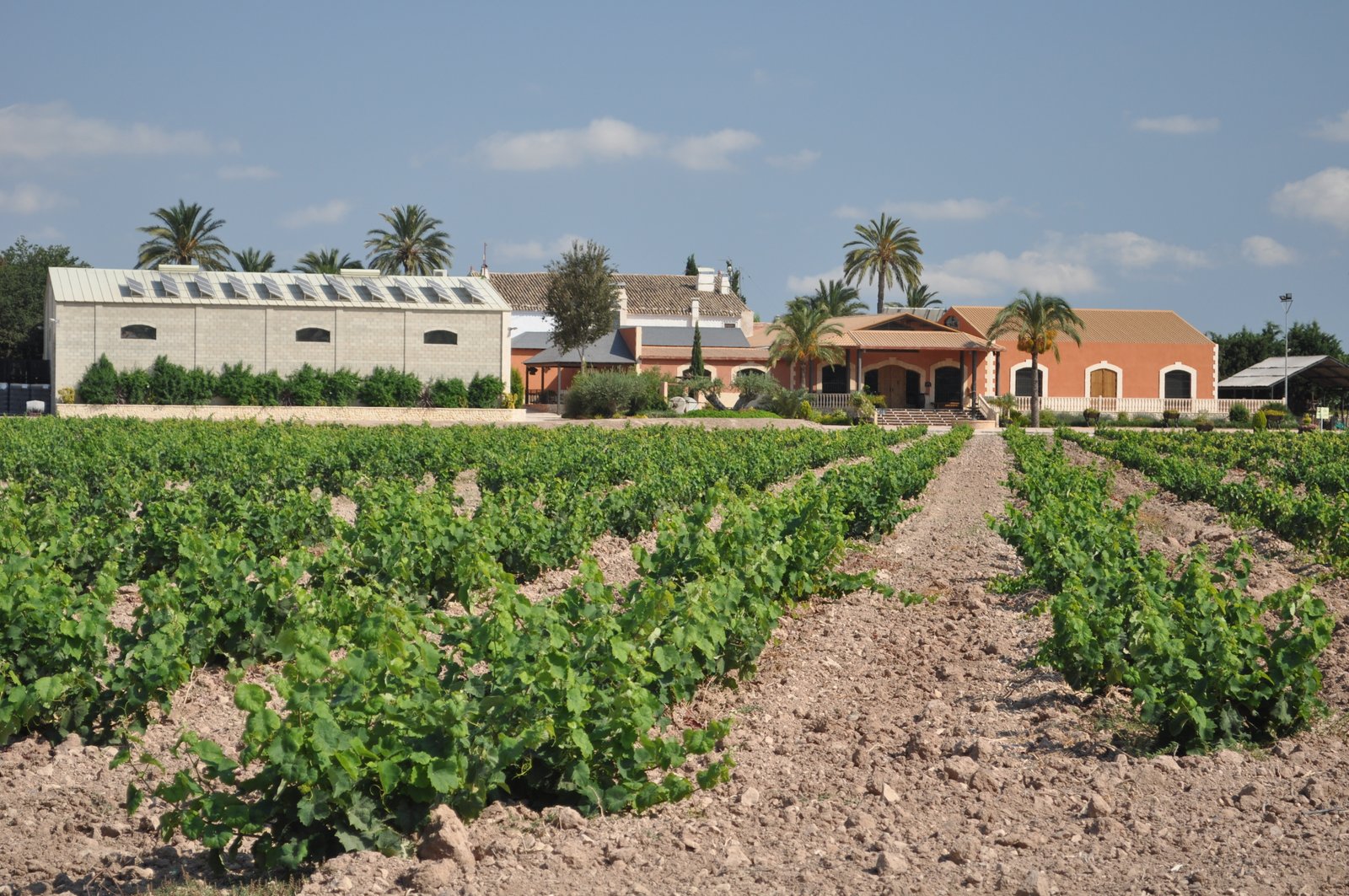 ESPAÑA:  Ruta del Vino de Alicante
